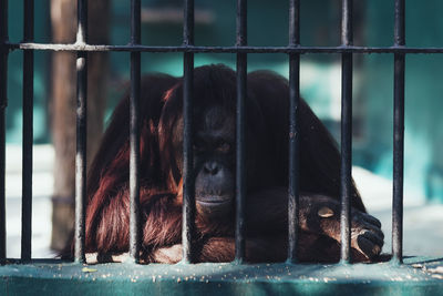 Close-up of monkey in cage