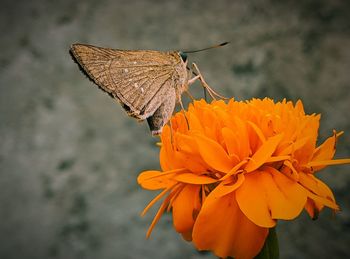 Close-up of butterfly pollinating on orange flower