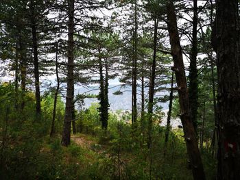 Pine trees in forest