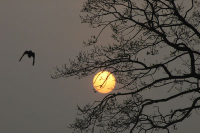 Silhouette bird flying by bare tree against sky during sunset