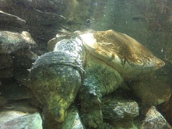 Close-up of turtle in sea