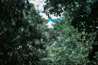 Low angle view of trees against sky