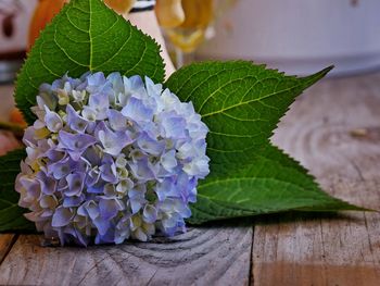 Close-up of purple flowering plant on table