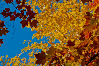 Low angle view of yellow maple leaves against blue sky