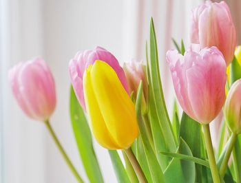 Close-up of pink tulips