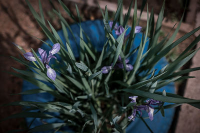 Close-up of purple flowering plant