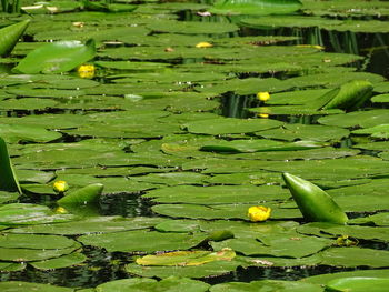 Lotus leaves floating on water in lake