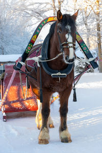 Horse standing on snow covered field