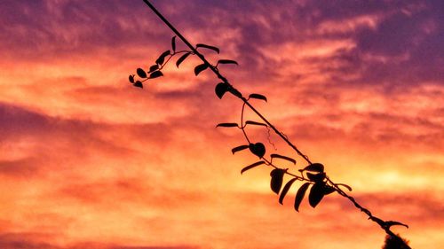 Low angle view of silhouette plant against orange sky