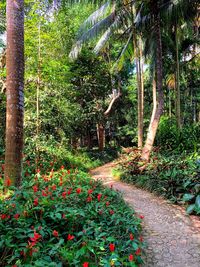 View of flowering plants and trees in forest