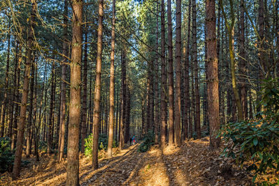 Road amidst trees in forest