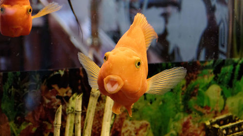 Close-up of fish swimming in aquarium