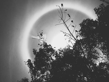 Low angle view of silhouette tree against sky