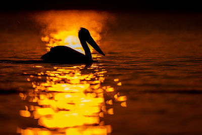 Close-up of pelican