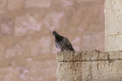 Bird perching on wall