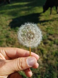Close-up of hand holding dandelion