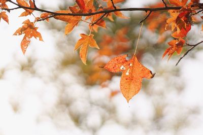 Close-up of maple tree growing outdoors