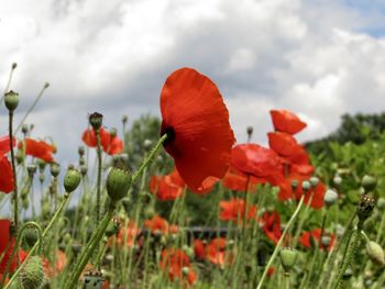 Close-up of red poppy flowers in field