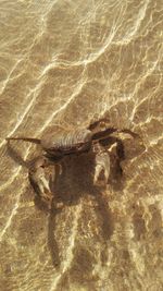 High angle view of starfish on sand