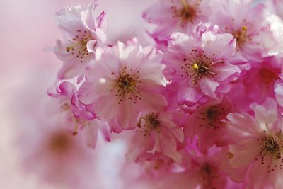 Close-up of pink cherry blossoms against sky