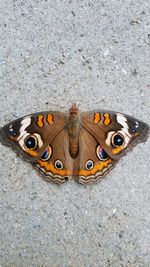 Close-up of butterfly on tree trunk