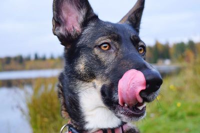 Close-up of dog looking away while sticking out tongue at lakeshore