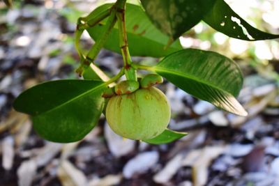 Close-up of fruits hanging on tree