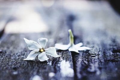 Close-up of white flowers