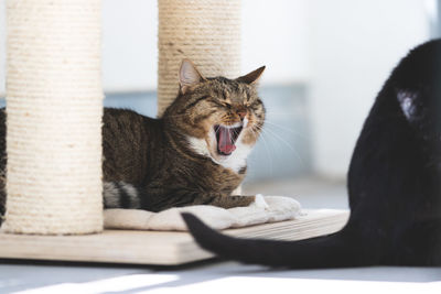 Cat yawning