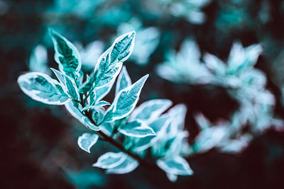 Close-up of blue flower