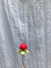 Close-up of red flowering plant