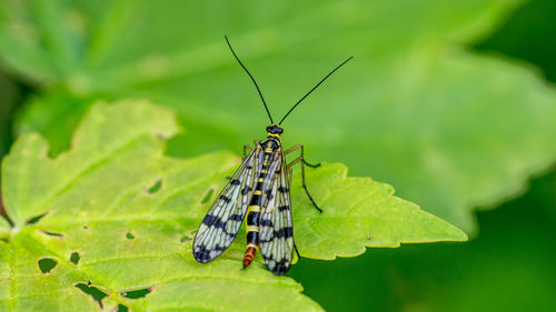 Butterfly on leaf