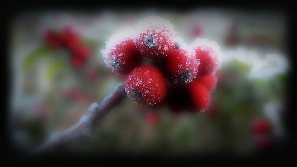 CLOSE-UP OF RED BERRIES