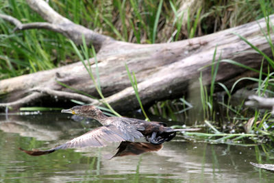 Gray heron flying over water