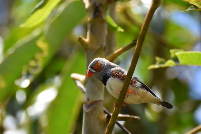 Close-up of bird perching on branch