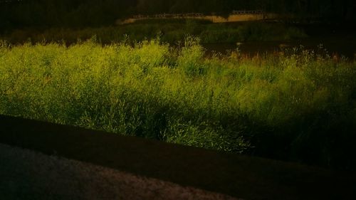 Scenic view of grassy field by lake