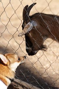 Close-up of two animals behind fence