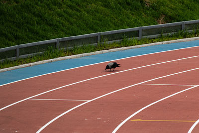 High angle view of dog running on green landscape