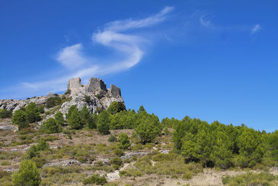 Low angle view of trees against blue sky