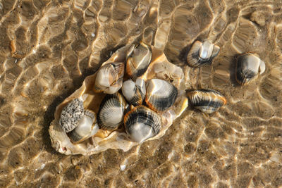 Shells under the sea level on seabed - species of edible saltwater clams