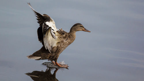 Close-up of bird in water