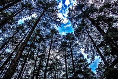 Low angle view of trees in forest against sky