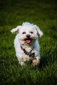 Portrait of dog on field