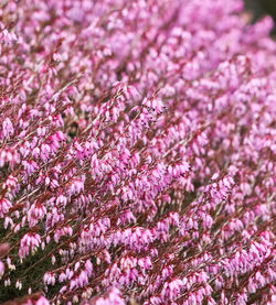 Full frame shot of plant