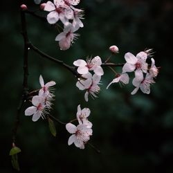 Close-up of pink flowers blooming on tree
