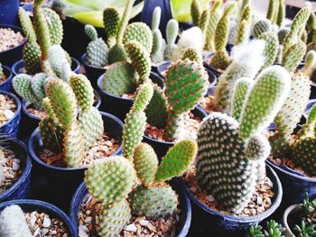 High angle view of succulent plants