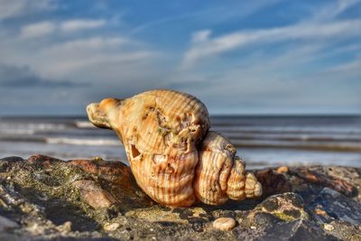 Sea life shell on a rock 