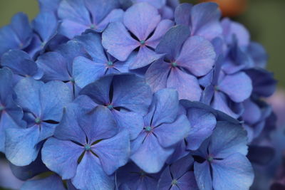 Close-up of purple flowering plant