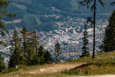 High angle view of pine trees in forest