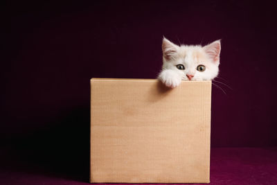 Portrait of cat sitting against black background